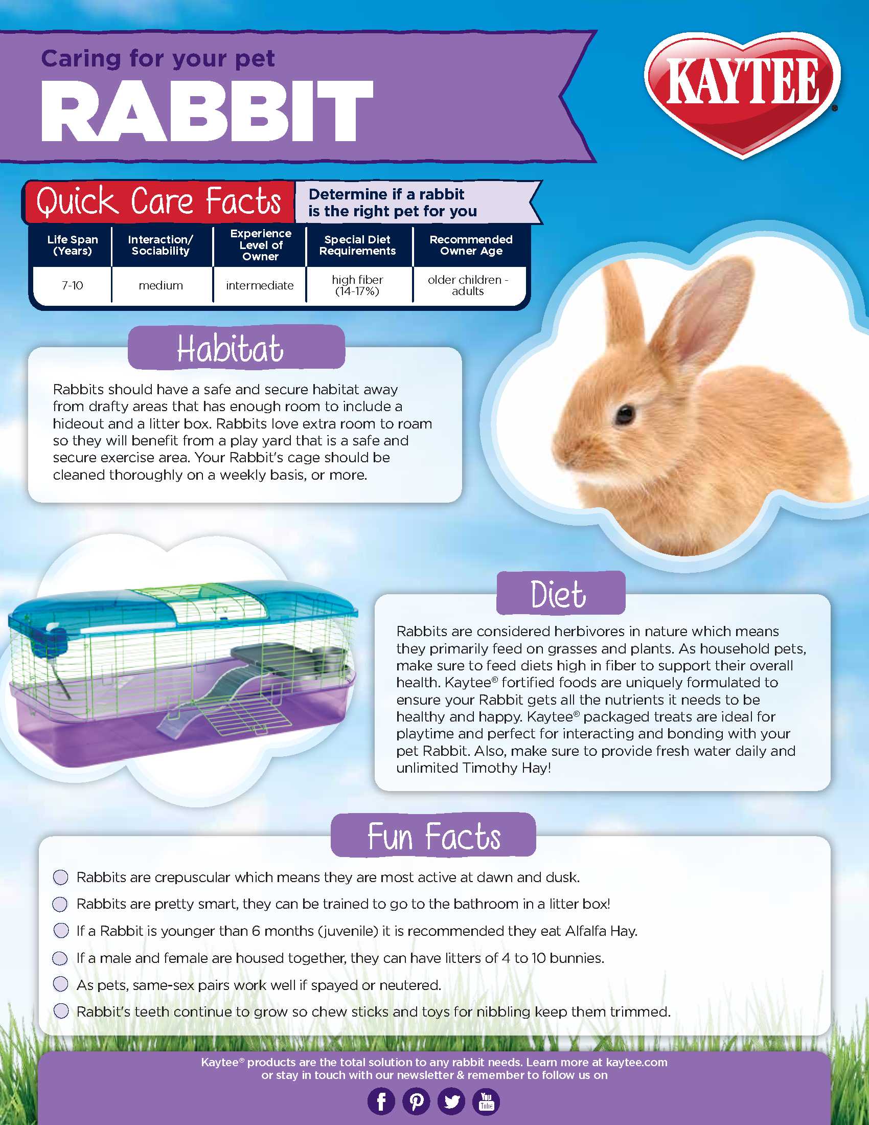 Caring for your Pet Rabbit: Pet Rabbit Care Guide | Kaytee