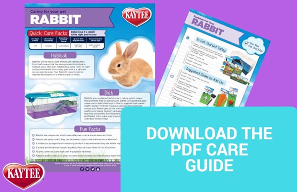 Rabbit Care Guide - Small Animals