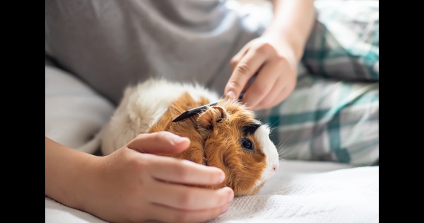 Kaytee Tips For Pet-Proofing Your Home