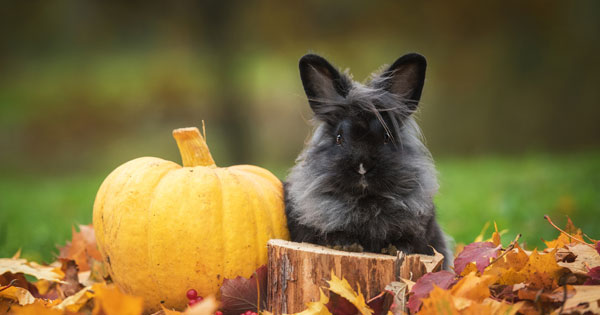 treats-for-small-animals