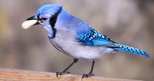 Blue Jay