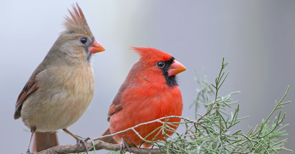 American Cardinal