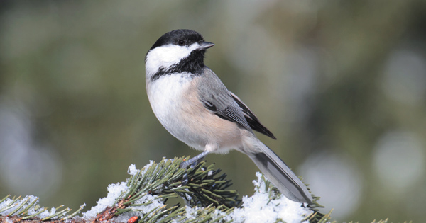 Black-Capped Chickadee