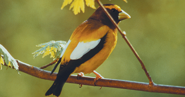 Evening Grosbeak