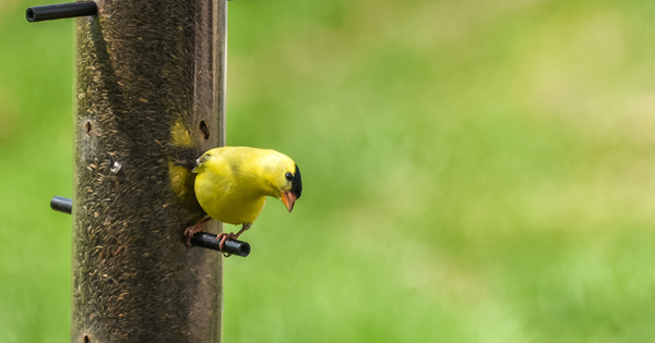 American Goldfinch