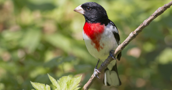 Rose Breasted Grosbeak