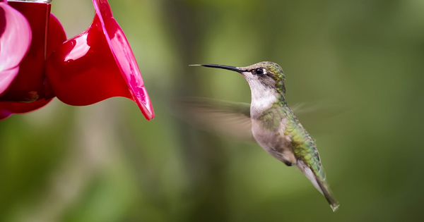 Hummingbird