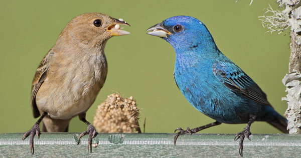 Indigo Bunting