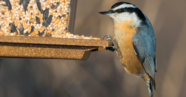 White-Breasted & Red-Breasted Nuthatches