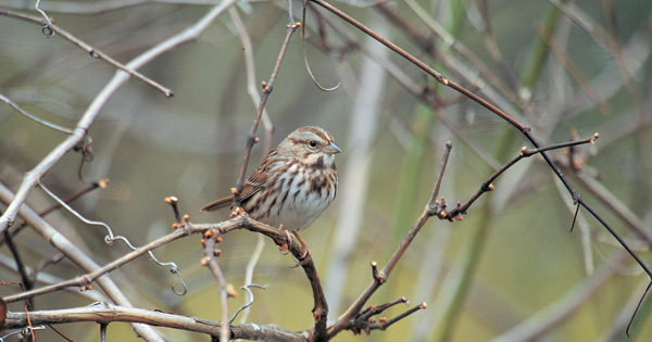 Song Sparrow