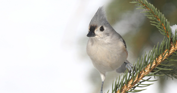 Tufted Titmouse