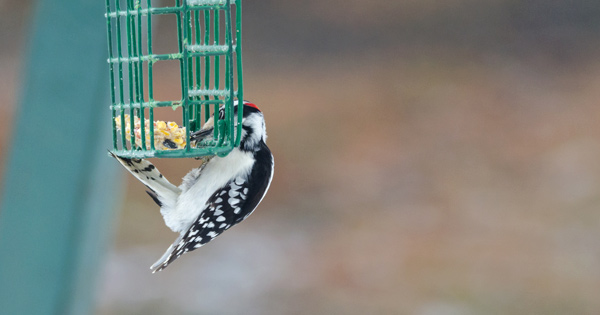 Downy Woodpecker