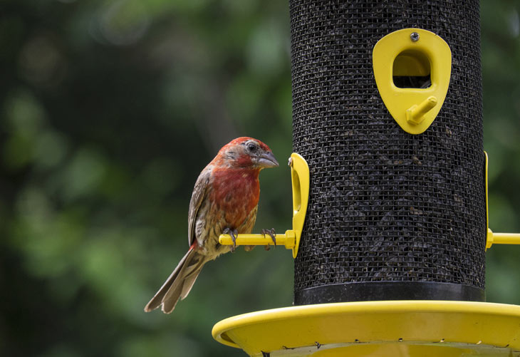 Backyard Birding Goes Extreme With Hi-Tech Feeders and Specialty  Landscaping - WSJ