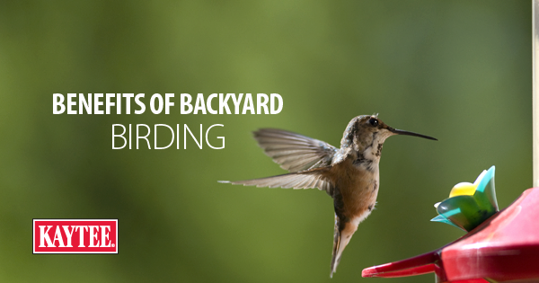 Benefits of Backyard Birding