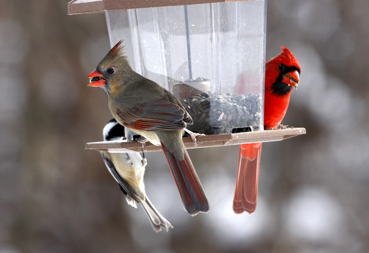 birds similar to cardinals