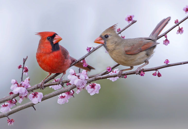 Attracting Cardinals to your Yard