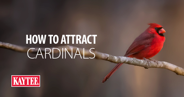 How to Attract: Cardinals