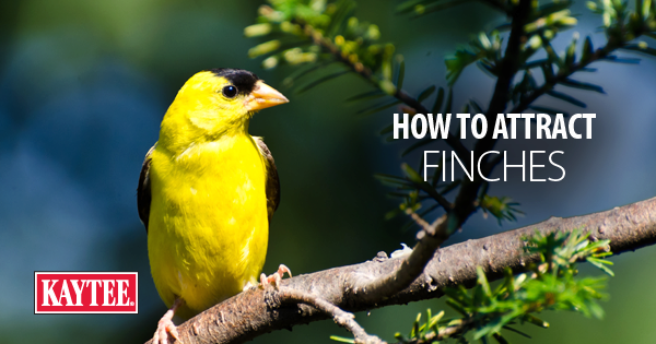 How to Attract Finches