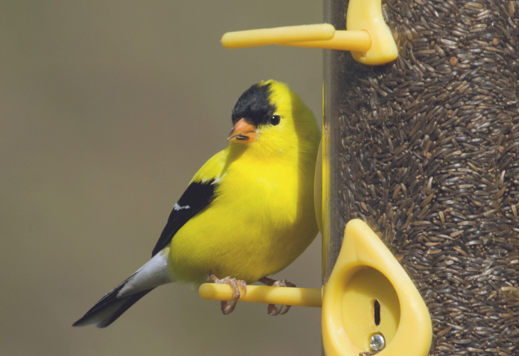 Finch bird feeder sale