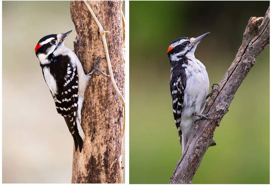 Woodpecker Differences
