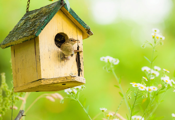 Attracting Wild Birds to your Yard in Spring