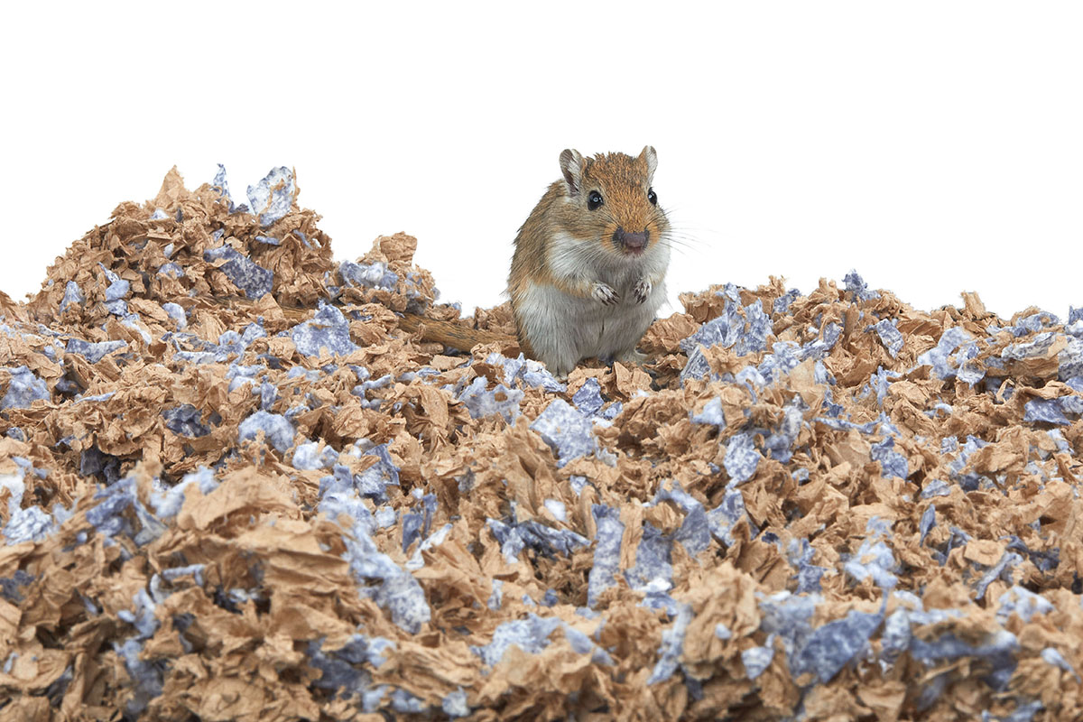 Learn how to choose the best bedding for your pet gerbil
