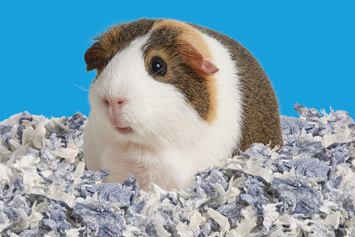 Guinea pigs have sensitive noses and lungs. This should be kept in mind when choosing their bedding.