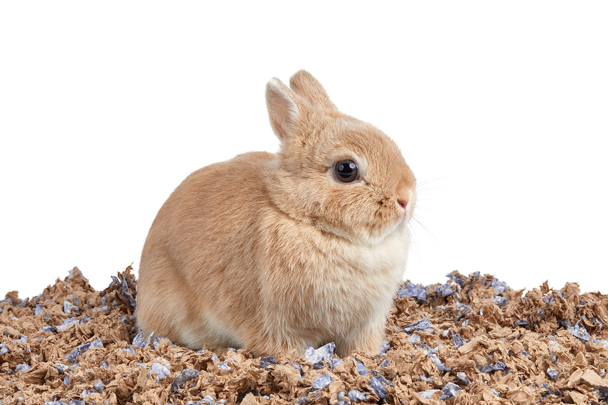You have several great bedding options to choose from for your rabbit.