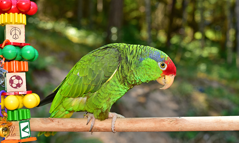 amazon-parrot-with-toys
