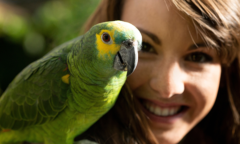 yellow-crowned-amazon-parrot-with-owner