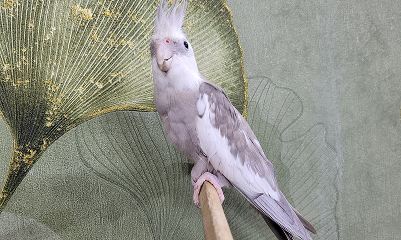 cinnamon-cockatiel