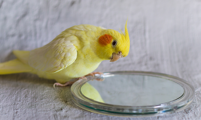 cockatiel-looking-in-mirror