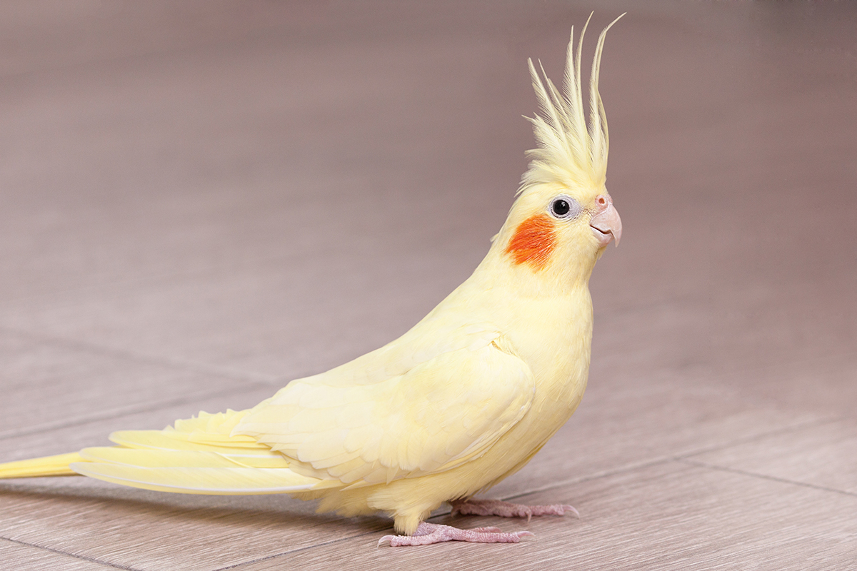 Yellow cockatiel with orange cheek marks