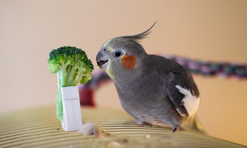 pied-cockatiel-eating-broccoli