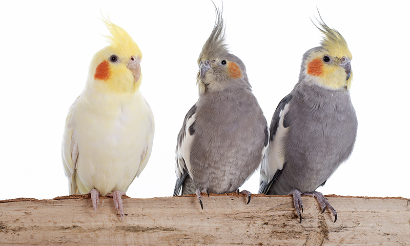 yellow-and-pied-cockatiels