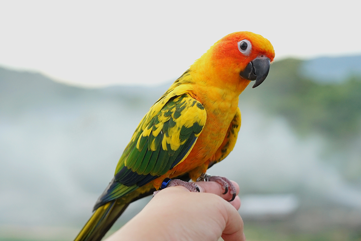 Sun Conure Bird Care