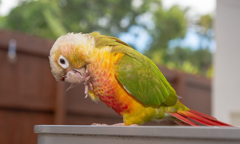 pineapple-green-cheeked-conure