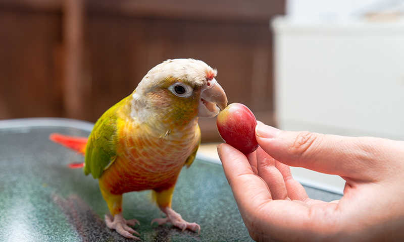what-do-i-feed-my-pet-conure