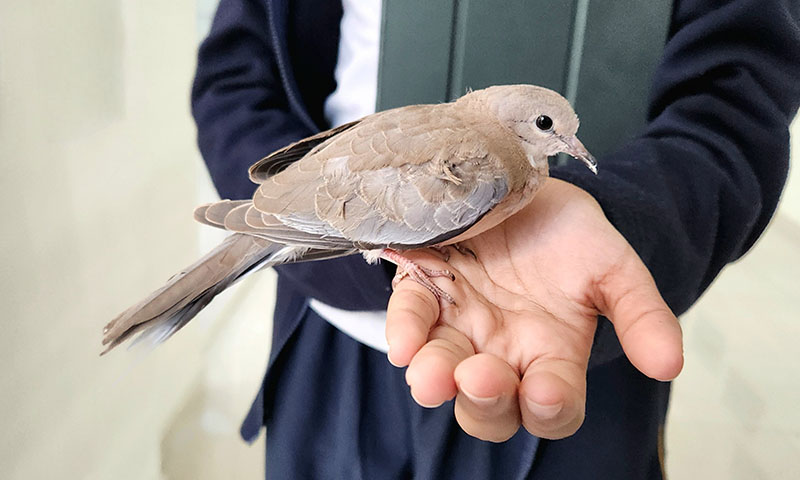 how-can-i-bond-with-my-pet-dove