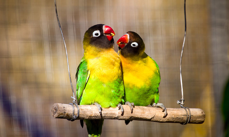 do-lovebirds-like-toys