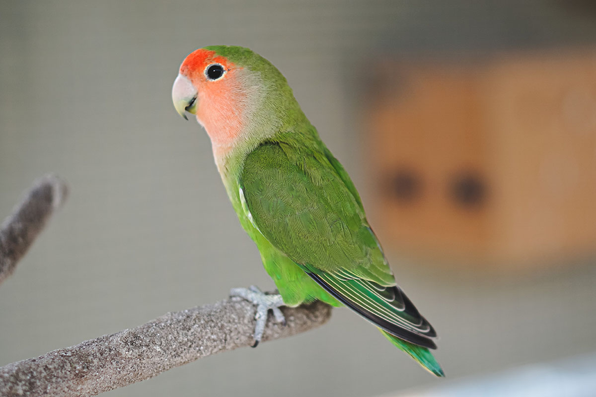 Everything You Need to Know About Pet Lovebirds