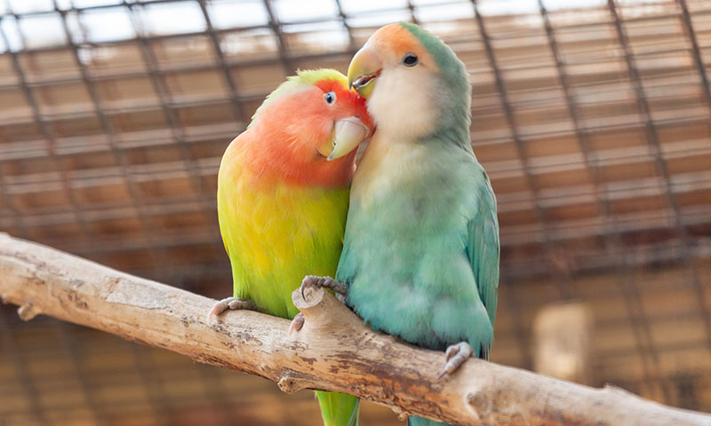 lovebirds-make-endearing-pets (1)