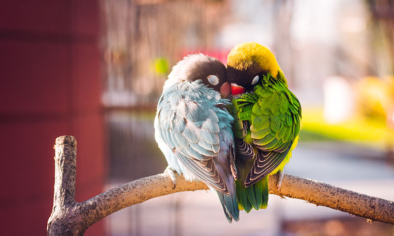 what-colors-are-lovebirds