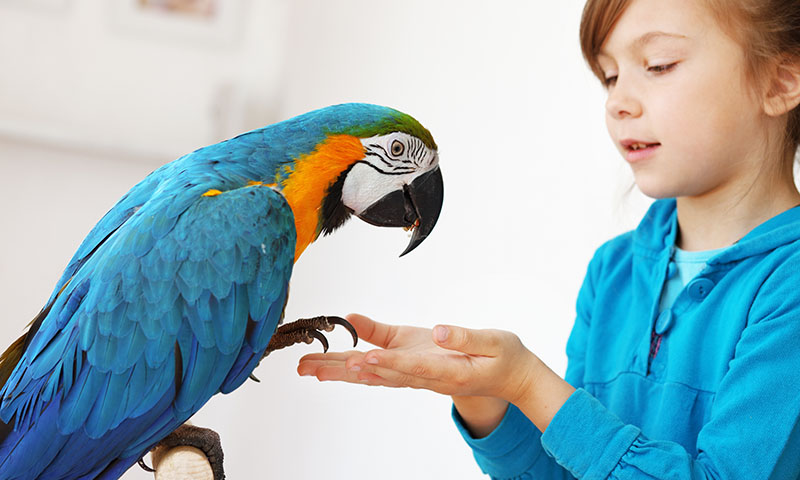 how-can-i-bond-with-my-pet-macaw