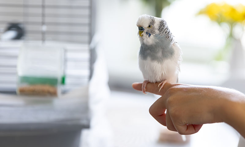 how-big-do-parakeets-get