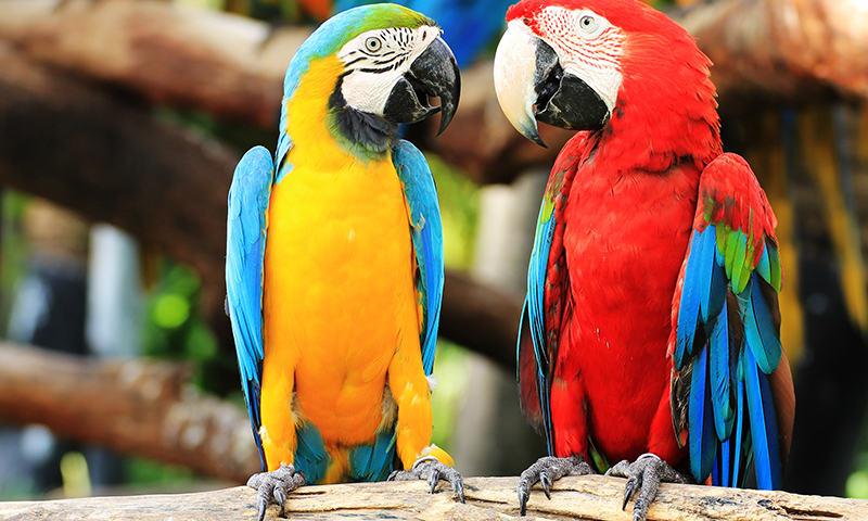 what-do-parrots-look-like