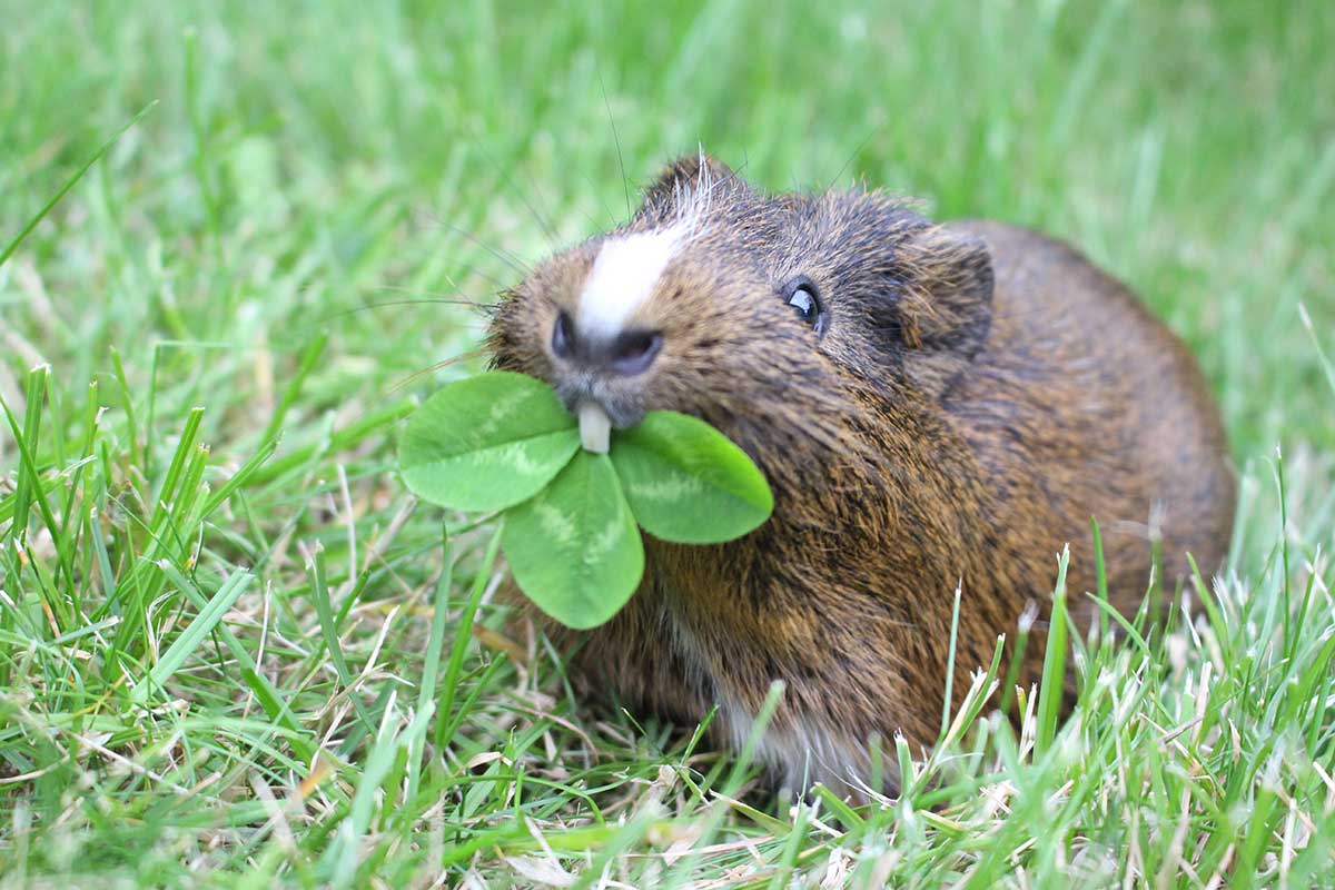 Learn about dental health for small pets and find out how to provide dental care for your rabbit, guinea pig, or chinchilla. 