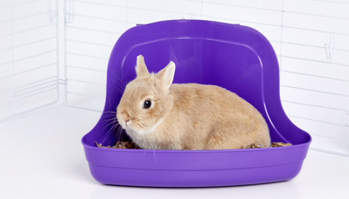 Litter training your pet rabbit is simple with a consistency and a few key supplies.