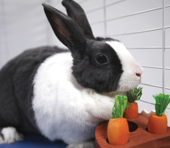 Playing games with your rabbit and their food can be fun for everyone. 