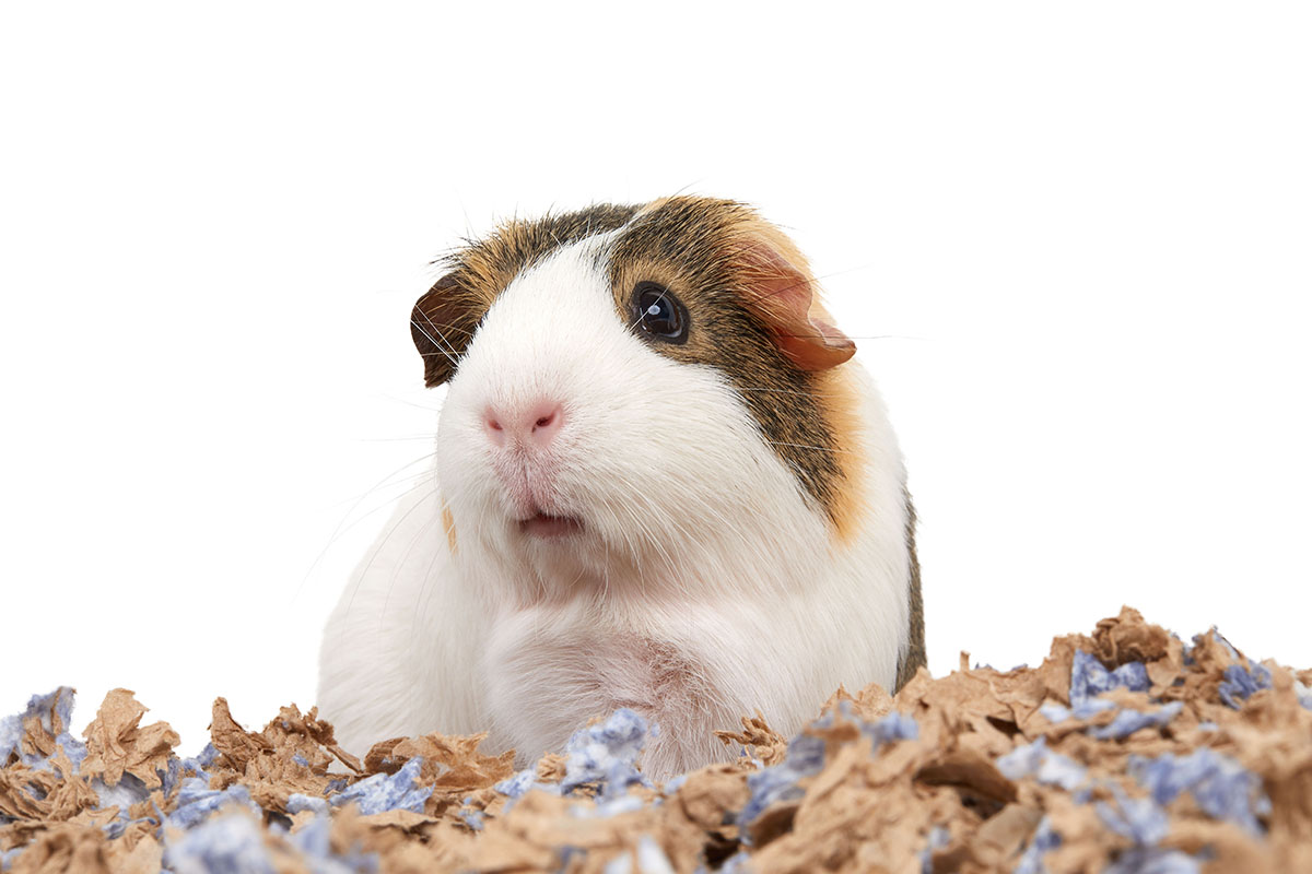 Guinea pigs can be litter trained. You